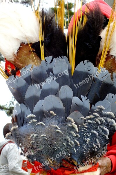 Feathers Grey Crown Decorated Free Photos