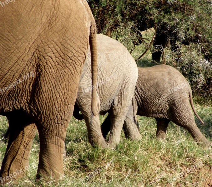 Elephants Wildlife Nature Wild Animal