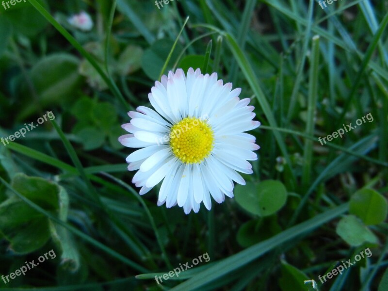 Daisy Flower Spring Free Photos