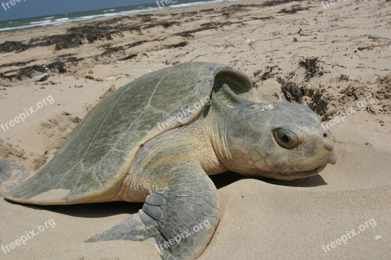 Turtle Sea Kemps Ridley Reptile Nesting