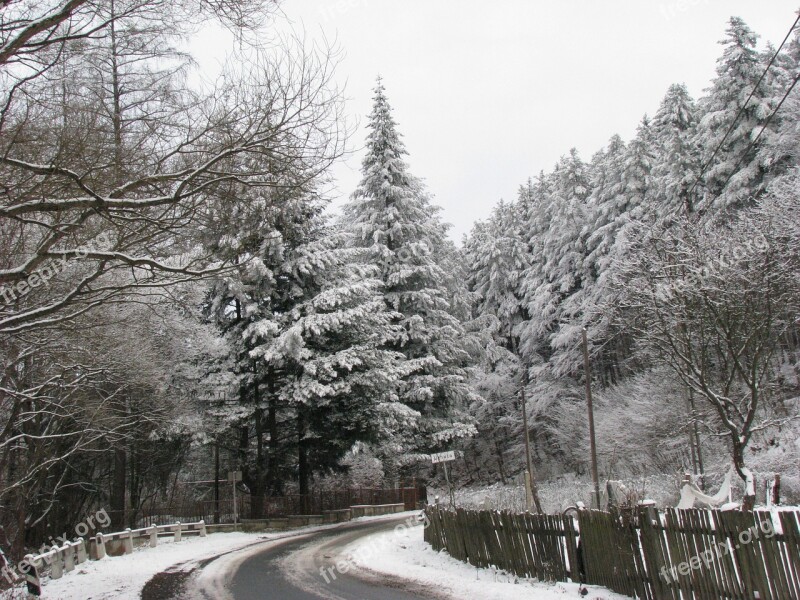 Winter Pine Forest Forest Road Nature