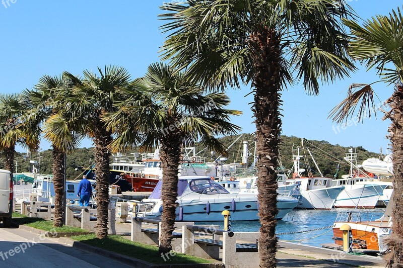 Palm Trees Harbor Promenade Ships Free Photos