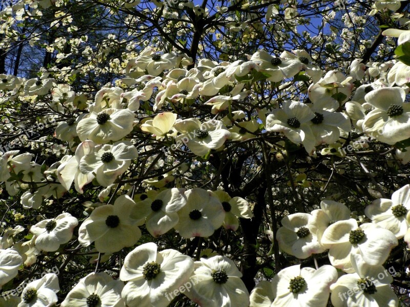 Flowers Tropical Tree Flourishing Tree Blossom Branches Garden Exhibition