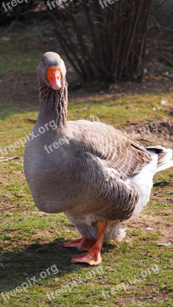 Goose Greylag Goose Gander Silly Goose Water Bird