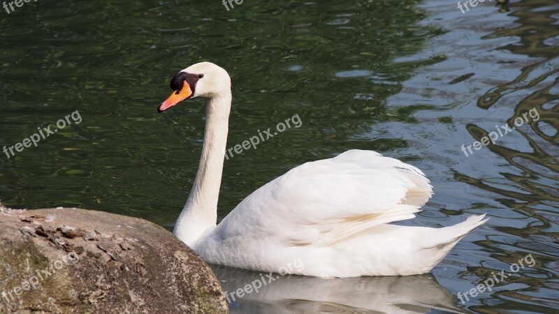 Swan Mute Swan Beauty Pride Water Bird