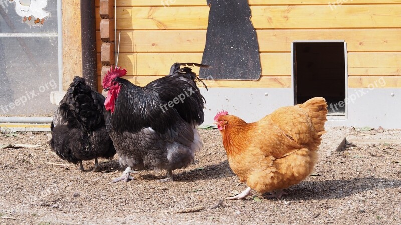 Chicken Chickens Hahn Gockel Hen