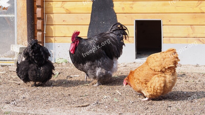 Chickens Hahn Orpington Gockel Poultry