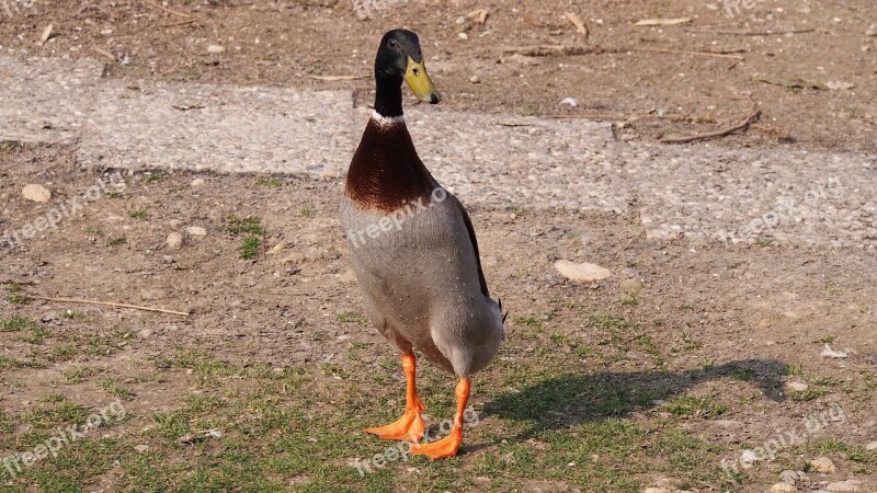 Duck Drake Running Duck Upright Mallard