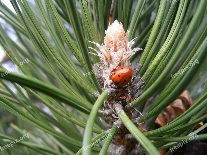 Ladybug Pine Wood Nature Forest