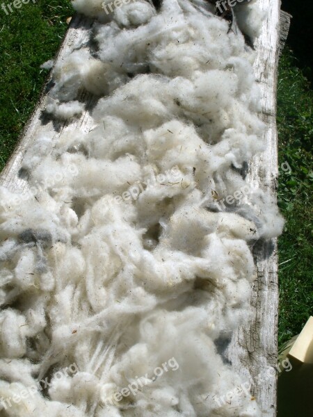 Raw Wool Pure New Wool Sheep's Wool Washed Nature Wool