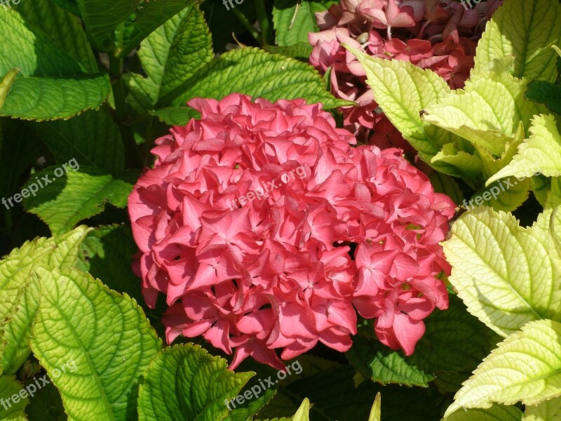 Blossom Bloom Flower Garden Flowers Nature