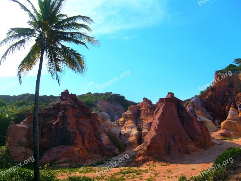 Coconut Tree Dunes Sky Free Photos