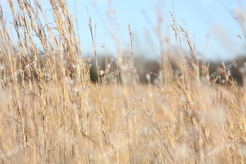 Field Wheat Nature Crop Landscape