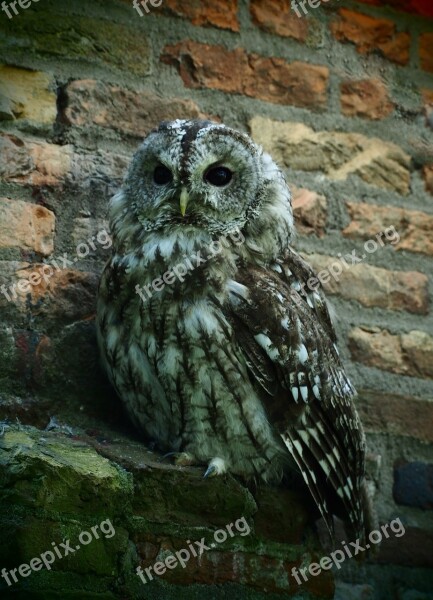 Owl Bird Nature Feathers Wall