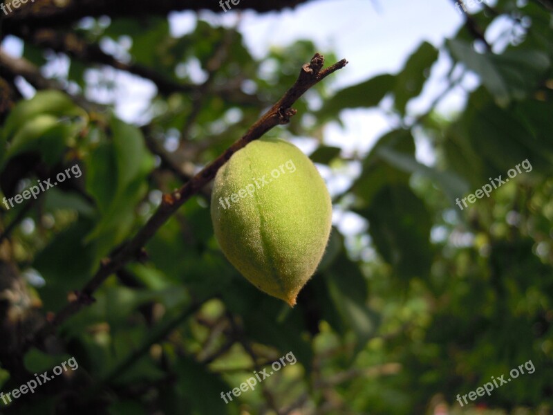 Ome Garden 蔣 's Former Residence Taipei Japanese Apricot