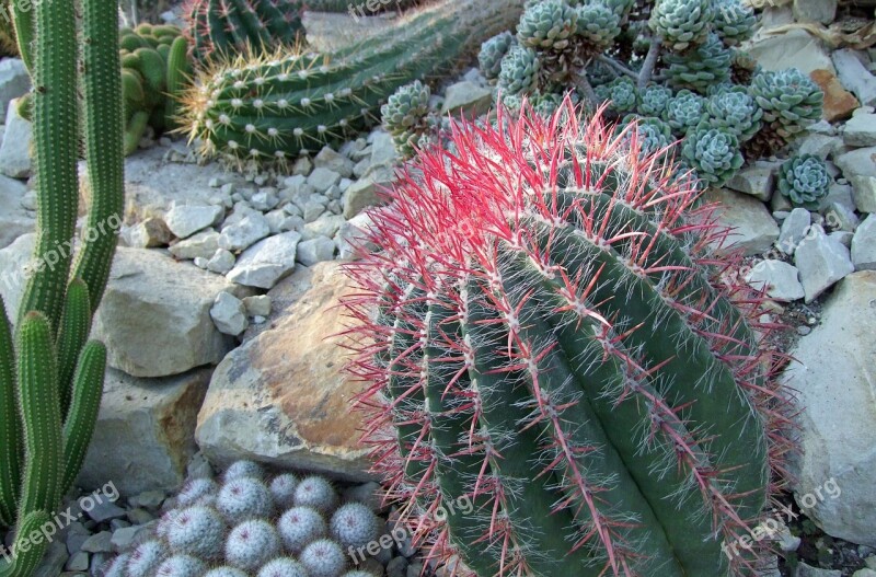 Cactus Cactaceae Cactus Greenhouse Prickly Green