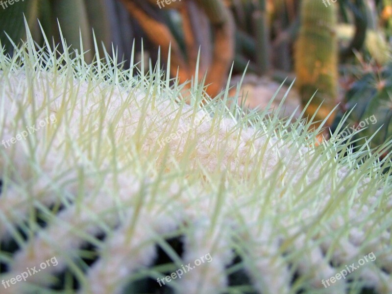 Cactus Cactaceae Cactus Greenhouse Prickly Green