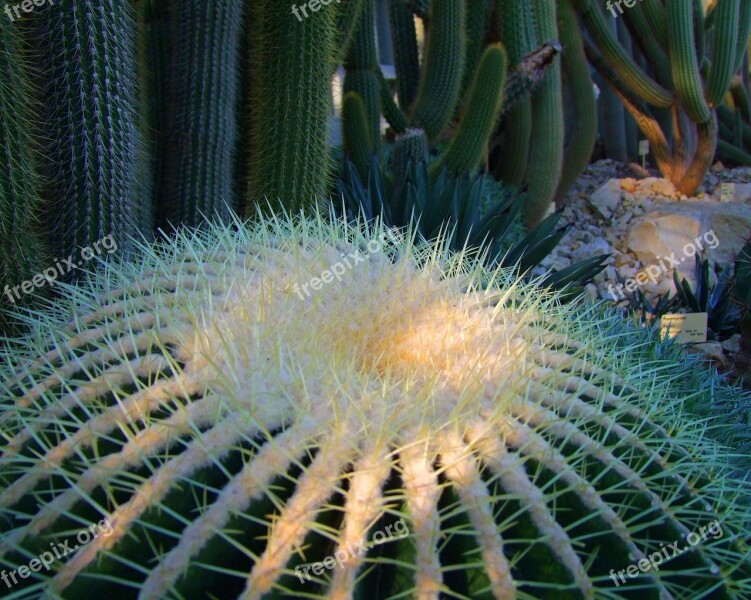 Cactus Cactaceae Cactus Greenhouse Prickly Green