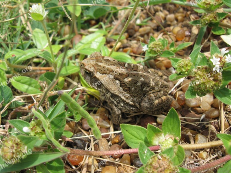 Frog Toad Nature Soil Leaves