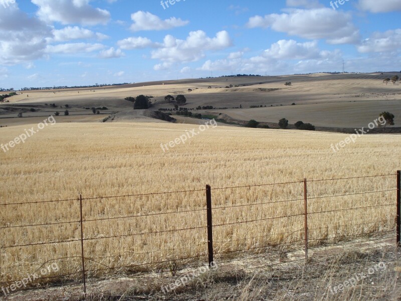 Paddock Crop Wheat Grain Sky