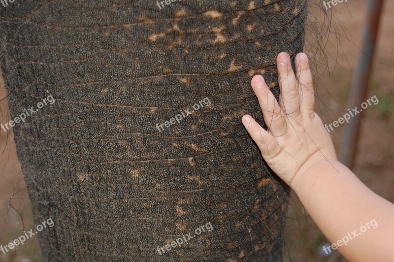 Elephant Baby Toddler Texture Skin