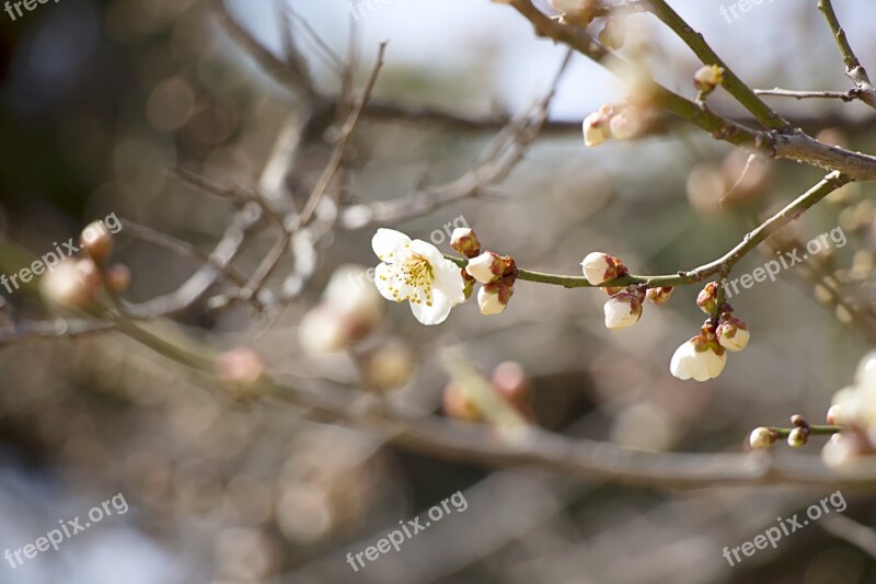 Spring Spring Flowers Nature Cherry Blossom Sakura