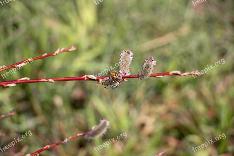 Spring Pussywillow Foxtail Landscape Nature