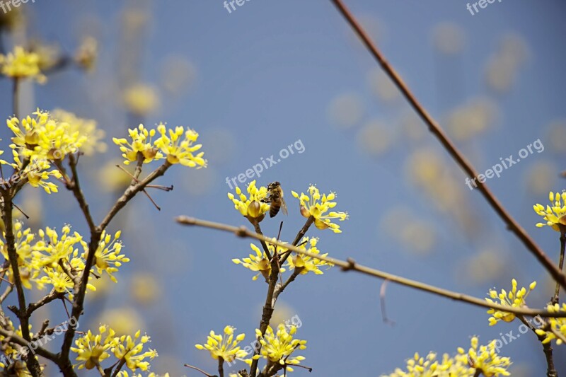 Cornus Spring Flowers Flowers Nature Landscape