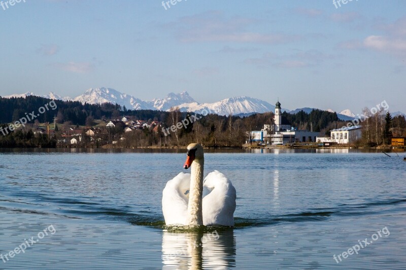 Swan Bird White Lake Water Bird