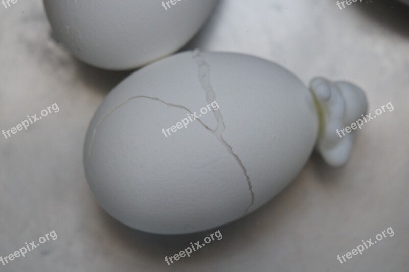 Egg Burst Torn Expired Protein