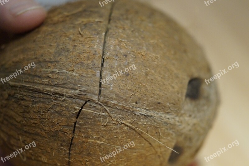 Coconut Open Coconut Hard Shell To Breaking Point