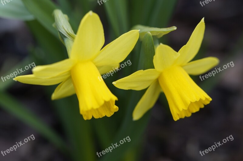 Happy Easter Osterglocken Daffodils Yellow Yellow Flowers