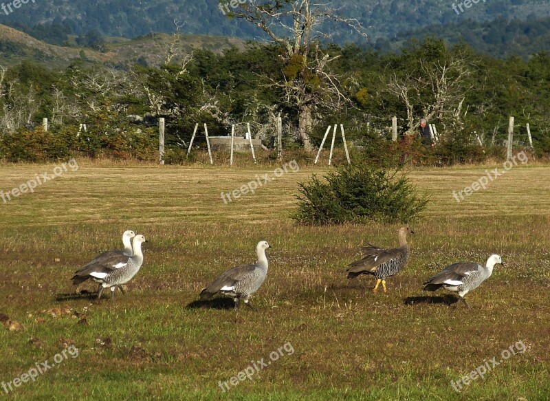 Chile South America Patagonia Landscape Nature