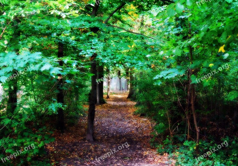 Fairy Tale Forest Forest Degerloch Stuttgart Trees