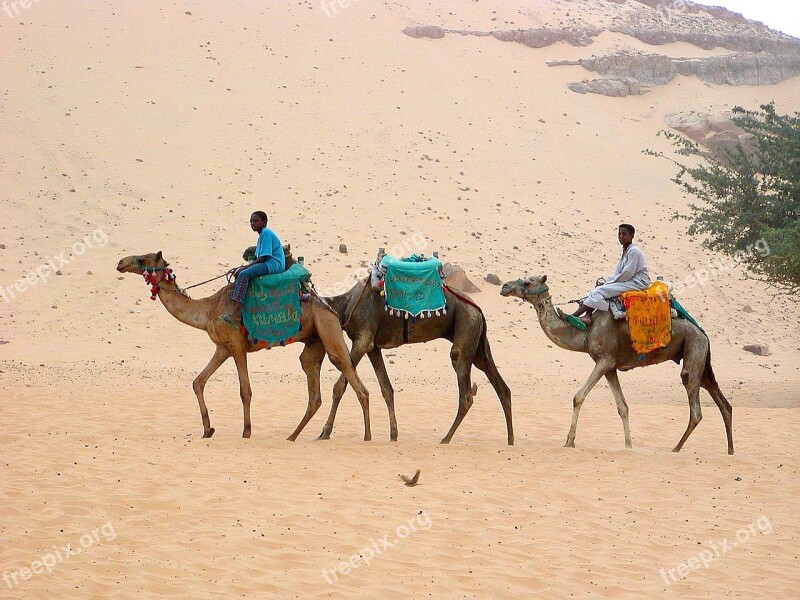 Desert Camels Desert Ship Caravan Egypt