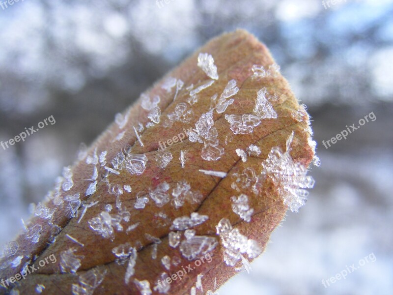 Winter Frost Foliage Frozen Snow