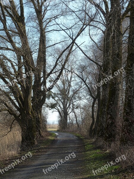 Path Road Trees Perspective Pathway