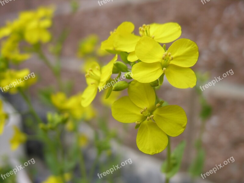 Flowers Rape Flowers Yellow Flower Spring Spring Flowers