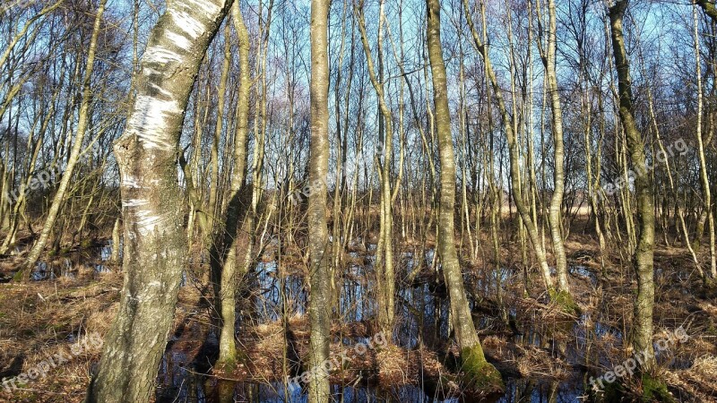 Forest Venn Birches Zwillbrock Westfahlen Free Photos