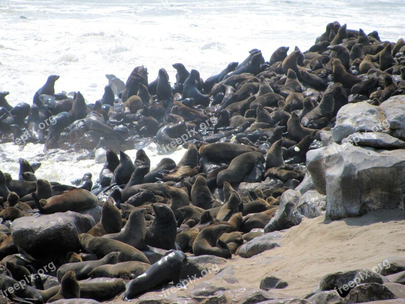 Crawl Skeleton Coast Namibia Free Photos