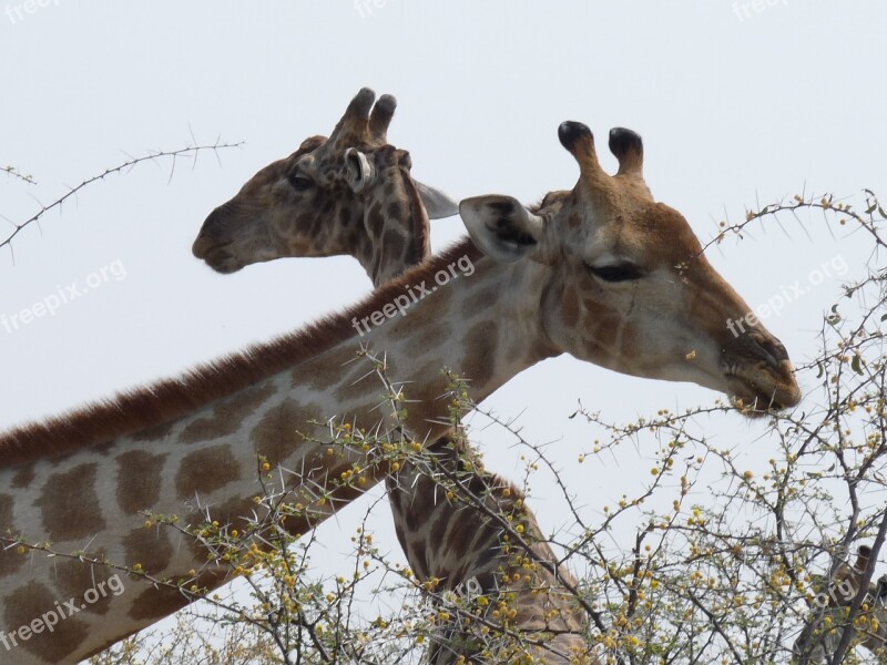 Giraffes Etosha Namibia Free Photos