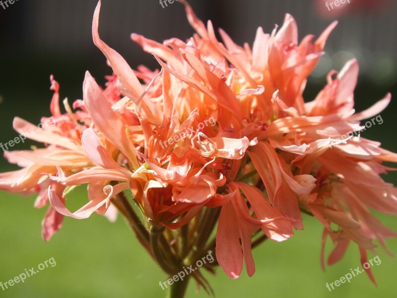 Flower Nature Rosa Spring Plants