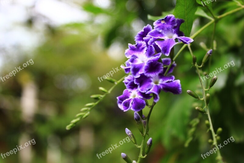 Flower Tree Wood Landscape Free Photos