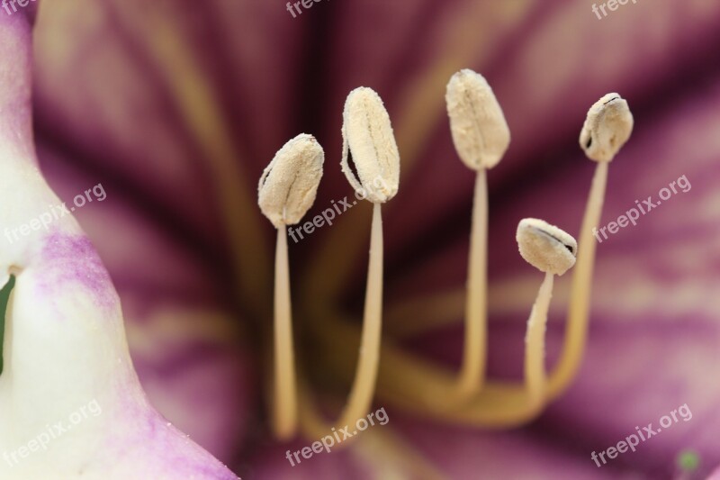 Pollen Flower Nature Flowering Stems Flourish