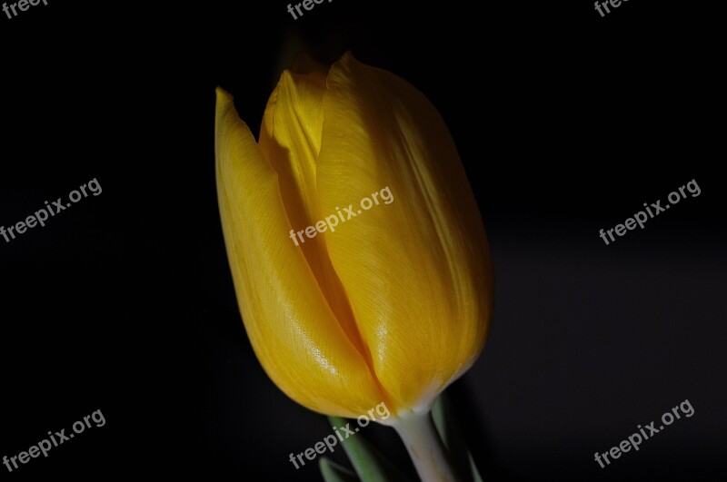 Tulip Flower Plant Blossom Bloom