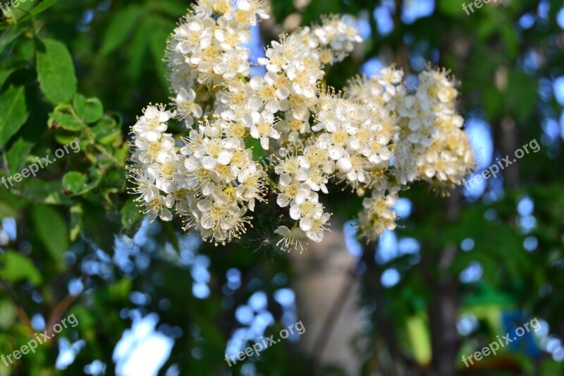 Flowers White Greens Free Photos