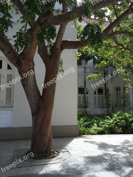 Tree Building Daylight Architecture House