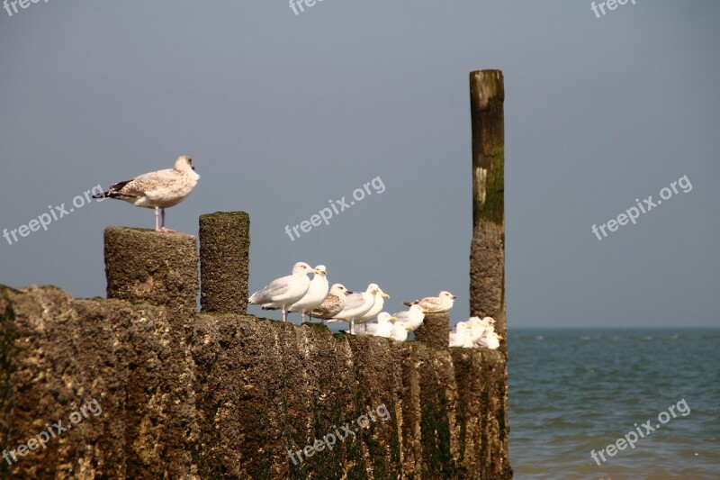 Seagull Netherlands Zeeland Sit Breskens