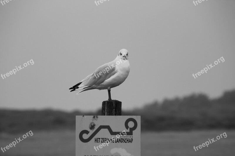 Seagull Sea Zeeland Beach Bird