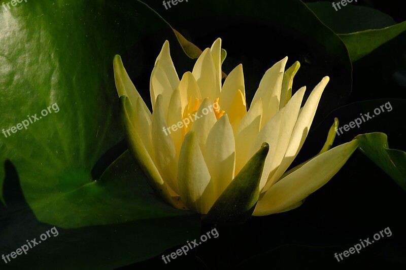 Water Lily Water Flower Flower Yellow Pond